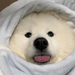 八戒