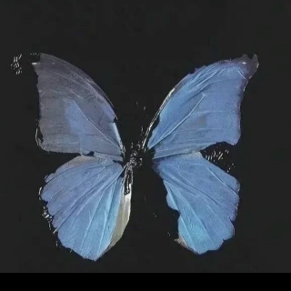 蓝蝴蝶