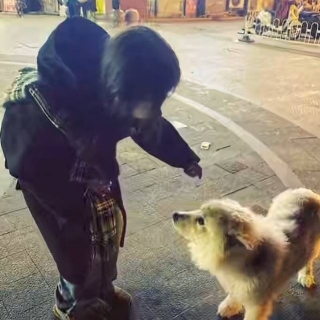 小狗不乖
