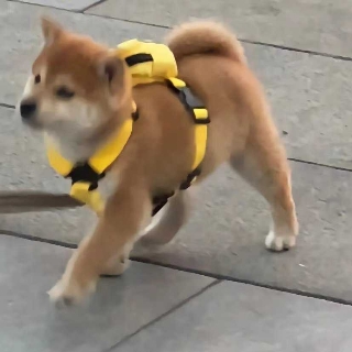 倾述狗狗
