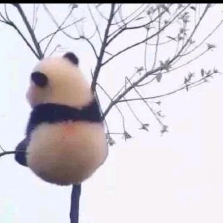 搁浅在沙滩的飞机