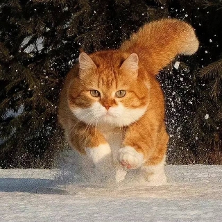 菠萝面包