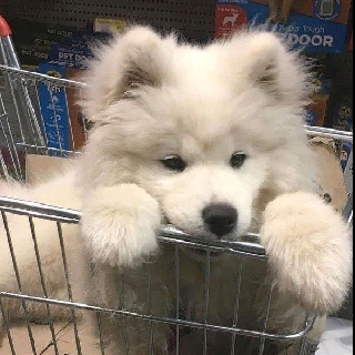 难过小狗