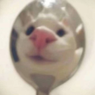是鼠鼠