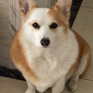 莫mo