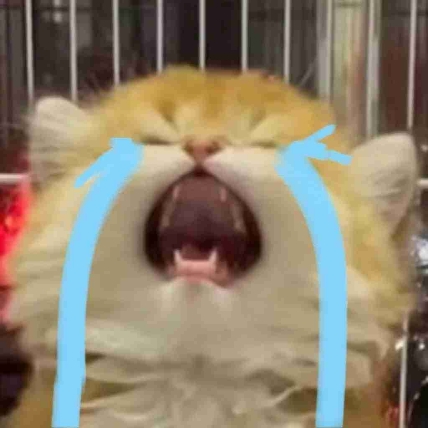 旺旺