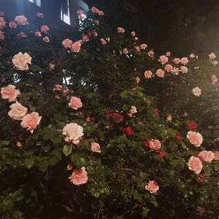 上官婉儿