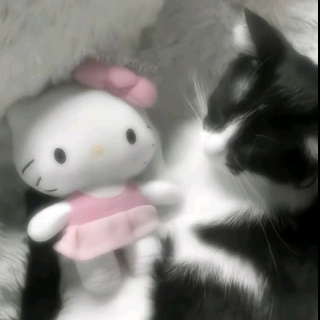 常青树不长情