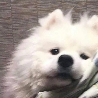 CiCi