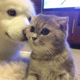小猫