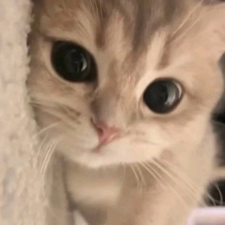 小猫也有烦心事