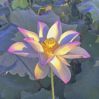 潋歆