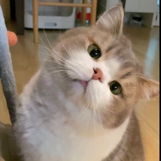 小猫咪耶