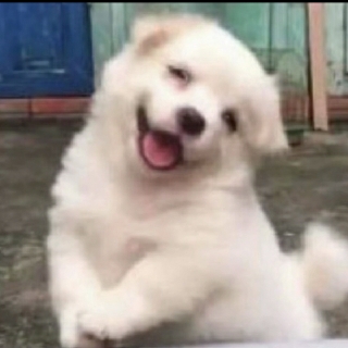 快乐小狗