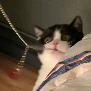 荷包蛋