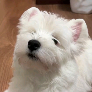 慕声