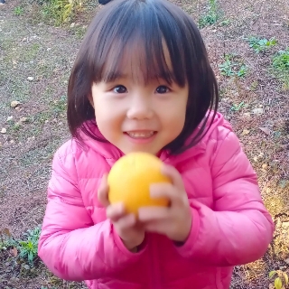柚子