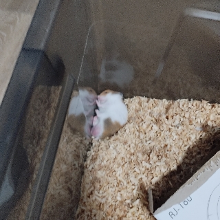 修鼠