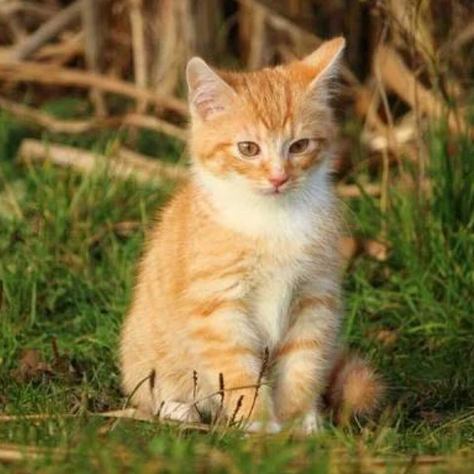 橘猫梨子