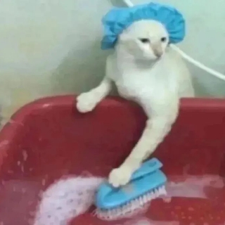 乐色の猫