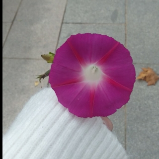 白痴