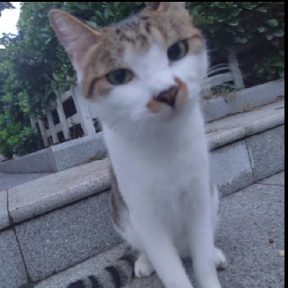 拉屎通畅