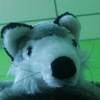 废柴狐狐