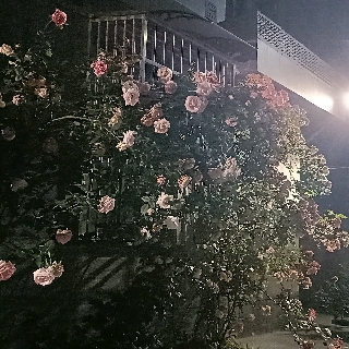 山茶sc