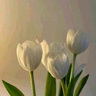 花花