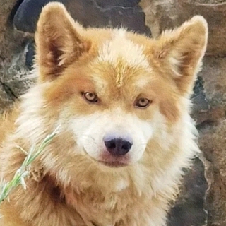 苦恼的小狗