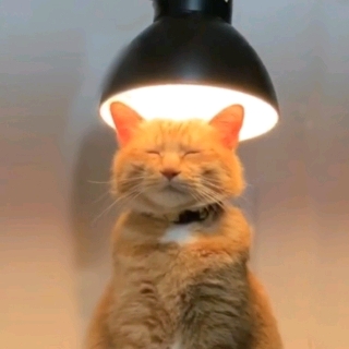 佛佛