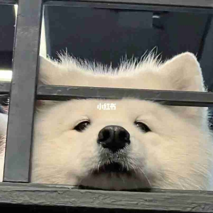 洛洛~
