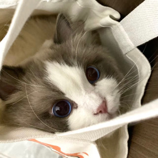 小喵