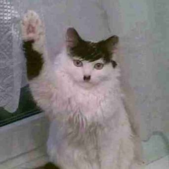 本猫死んだ
