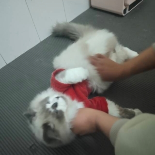 我真的TT