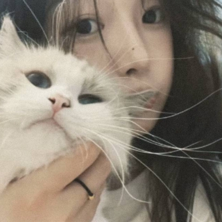 ^橘味小狗
