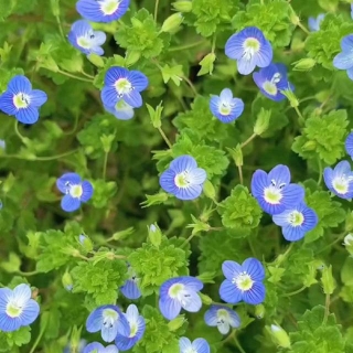 阿拉伯婆婆纳