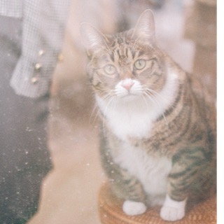 ENTP的大刺猬