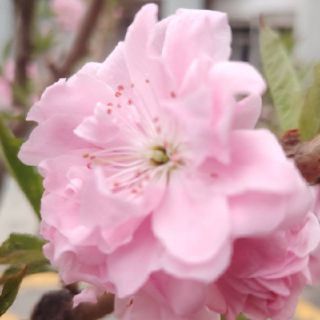 菠萝