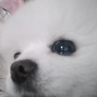 饭团