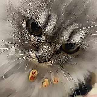 蓝桉