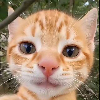 绵绵