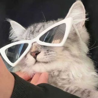 小猫