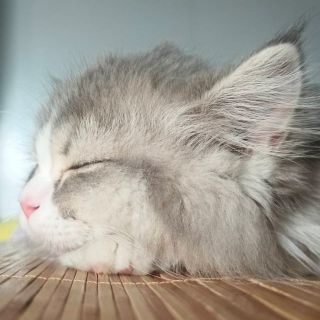 小比卡