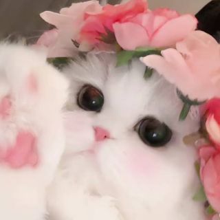 小喵
