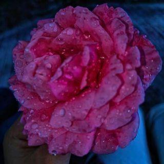 一朵花