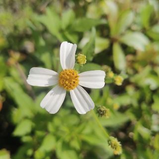 蒲公英的约定